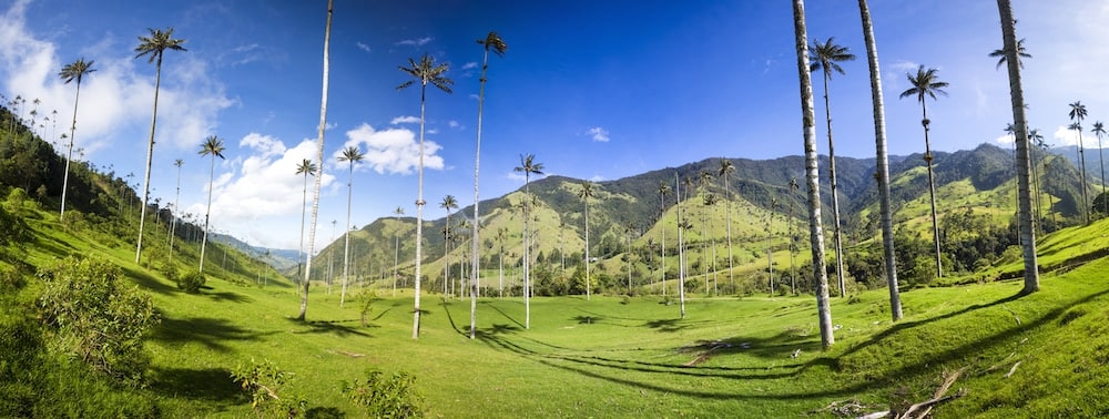 Cocora-Tal mit riesigen Wachspalmen in der Nähe von Salento, Kolumbien